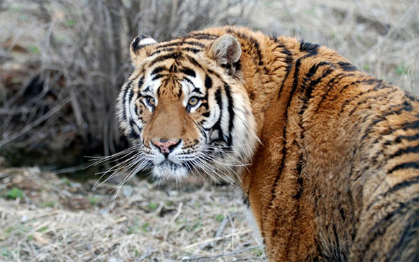 长春东北虎网站建设(长春东北虎园游览地图)